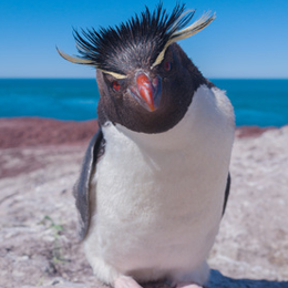 
Почтовые марки





 | тема:  Пингвины

'