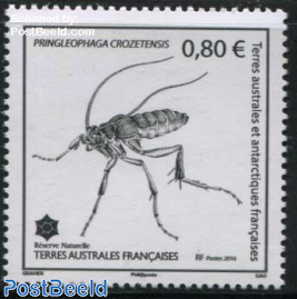 Insect 1v, Pringleophaga Crozetensis