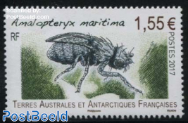 Amalopteryx Maritima 1v