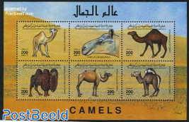 Camels 6v m/s