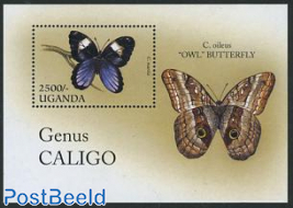 Butterfly s/s, Caligo martia