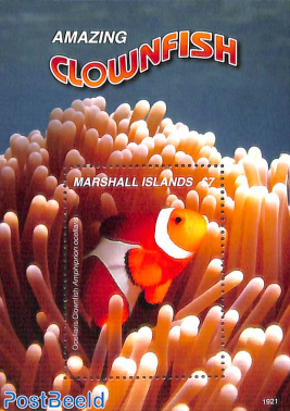 Clownfish s/s