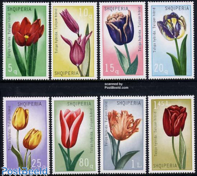 Tulips 8v