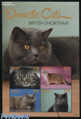 Domestic Cats 4v m/s