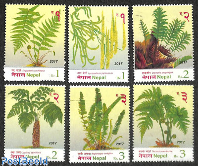 Ferns 6v