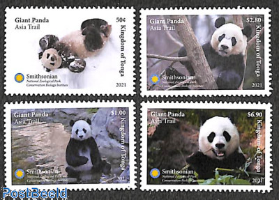 Panda bears 4v