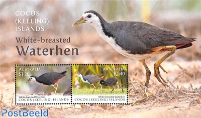 White-breasted Waterhen s/s