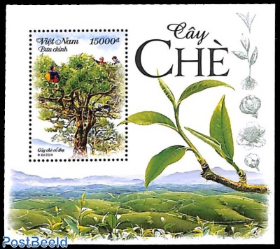 Tea plant s/s